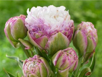 Tulipán 'Peggy Wonder'