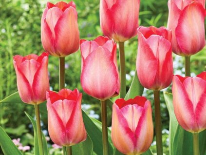 Tulipán 'Pink Sound'