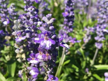 Šalvia pomúčená Farina® 'Arctic Blue' - Salvia farinacea Farina®  'Arctic Blue'