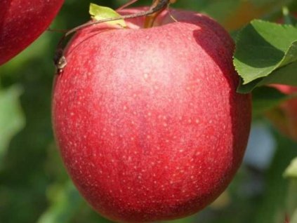 Jabloň 'Gala Decarli Fendeca'