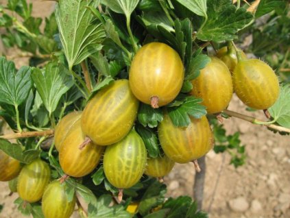 Egreš 'Zlatý Fík'