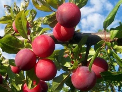 Slivkomarhuľa 'Putišetvenica'