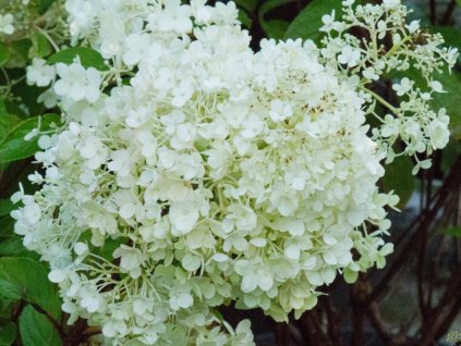 Hortenzia metlinatá  'Ilvobo' PBR Bobo