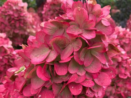 Hortenzia metlinatá  'Bonfire®'