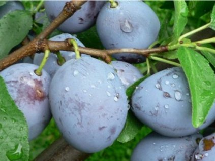 Ringlota 'Černčická '