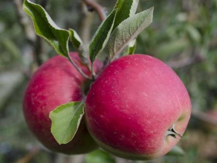 Jabloň 'Red Elstar'
