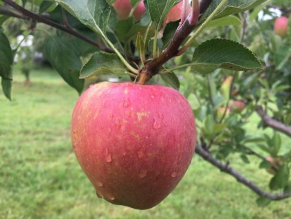 Jabloň 'Kidd's Orange Red'
