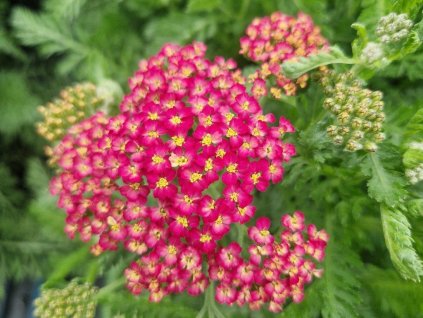 Rebríček obyčajný 'Milly Rock Rose' - Achillea millefolium 'Milly Rock Rose'