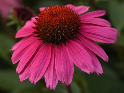 Echinacea purpurová Sombrero 'Compact Pink' - Echinacea purpurea Sombrero 'Compact Pink'