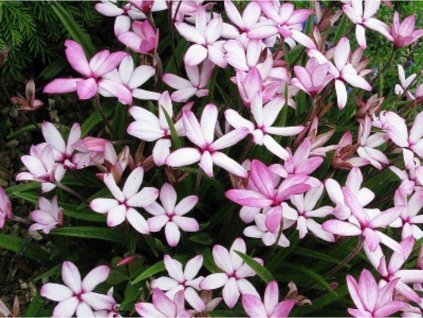 Rodohypoxis 'Fairy Kisses'