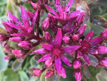 Rozchodník pochybný 'Spot on Deep Rose' - Sedum spurium 'Spot on Deep Rose'