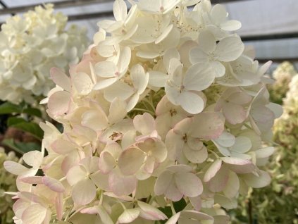 Hortenzia metlinatá  Living 'Milk & Honey'®