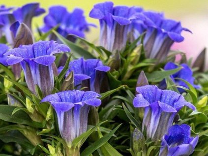 Horec drsný 'Gento' Rocky Diamond Blue Heart - Gentiana scabra 'Gento' Rocky Diamond Blue Heart