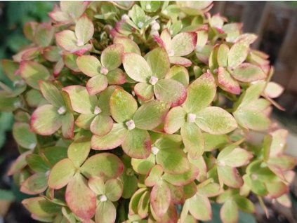 Hortenzia metlinatá 'Bee Green' PBR