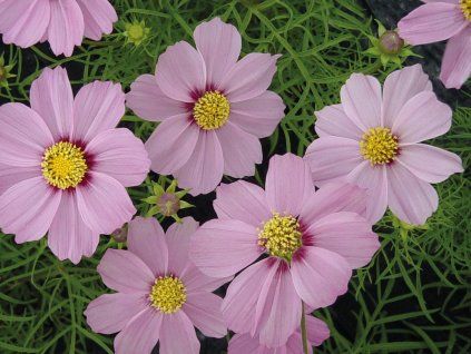 casanova pink