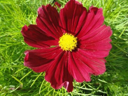Krasuľka perovitá 'Casanova Red' - Cosmos bipinnatus 'Casanova Red'