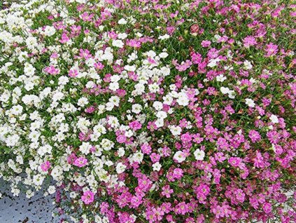 Šater zední 'Gypsy Duo' - Gypsophila muralis 'Gypsy Duo'
