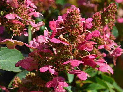 Hortenzia metlinatá 'Prim'red'
