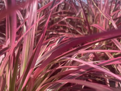 Perovec siatý 'Fireworks' - Pennisetum advena 'Fireworks'