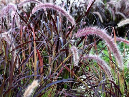 Perovec siatý 'Summer Samba' - Pennisetum advena 'Summer Samba'
