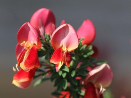 Zanoväť  'Killiney Red'