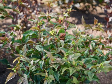 Zanica 'Magical Green Dragon'