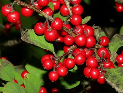 Cezmína Preslenitá 'Jingle Bells'