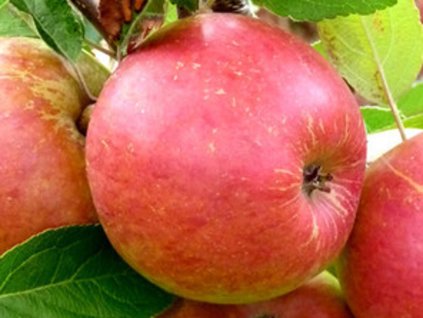 124640 jablon karmen