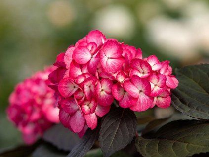 Hydrangea macrophylla ECLIPSE FE HM17 R5 06 IF 20656 6