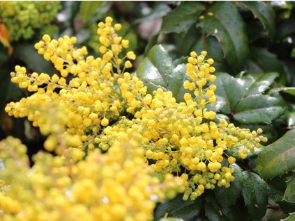 Mahónia  'Blackfoot'