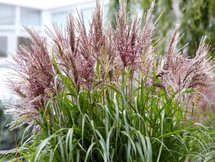 Ozdobnica čínska 'Volcano' PBR - - Miscanthus sinensis 'Volcano' PBR