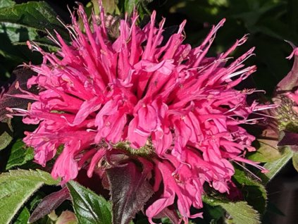 Monarda  SUGAR BUZZ® 'Bubblegum Blast' PBR - Monarda didyma SUGAR BUZZ® 'Bubblegum Blast' PBR