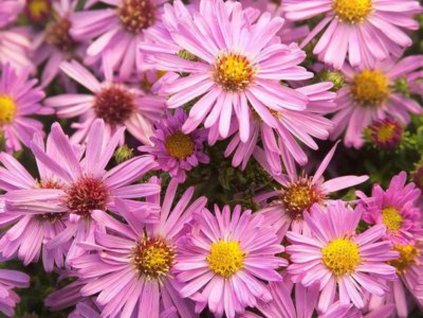 Astra krovitá 'Peter Harrison' - Aster dumosus 'Peter Harrison'