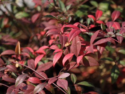 Nandina domáca 'Red Dragon' PBR