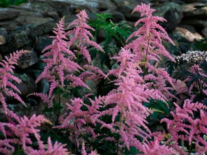 Astilba Arendsova 'Bressingham Beauty' - Astilbe arendsii 'Bressingham Beauty'