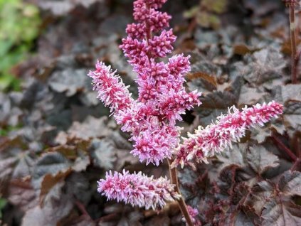 Astilba 'Dark Side of the Moon' PBR - Astilbe 'Dark Side of the Moon' PBR