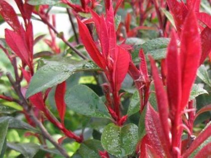 Červienka Fraserova 'Robusta Compacta'