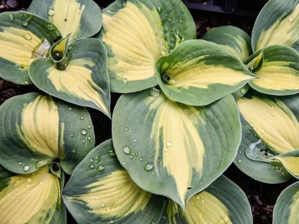 Hosta 'Beach Boy'- Hosta 'Beach Boy'