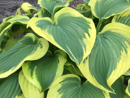 Hosta 'Broadband' - Hosta 'Broadband'