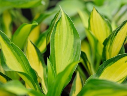 Hosta 'Lakeside Little Tuft' - Hosta 'Lakeside Little Tuft'