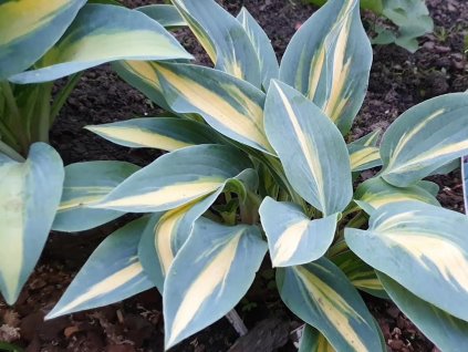 Hosta 'Party Popper' - Hosta 'Party Popper'
