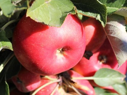 Jabloň stĺpovitá 'Rumba' - kontajner