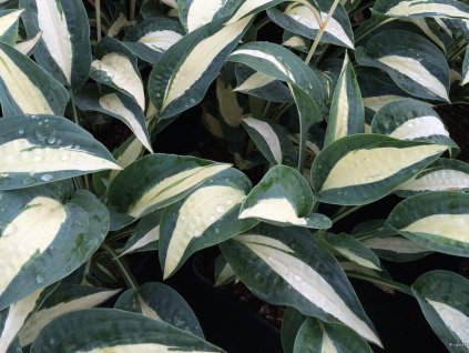 Hosta 'Pin-Up' - Hosta 'Pin-Up'