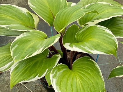 Hosta 'Sorbet®' - Hosta 'Sorbet®'