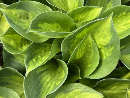 Hosta 'Sunset Grooves' - Hosta 'Sunset Grooves'