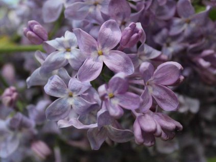 Orgován hyacintokvetý 'Lavender Lady'