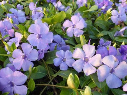 Zimozeleň menšia 'Flower Power' - Vinca minor 'Flower Power'