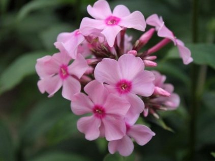 Flox 'Sweet Summer® Melody' - Phlox paniculata 'Sweet Summer® Melody'