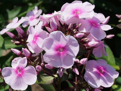 Flox 'Sweet Summer® Sensation' - Phlox paniculata 'Sweet Summer® Sensation'