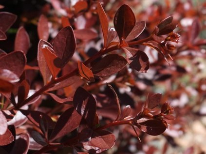 Dráč Thunbergov 'Pygruzam' PYGMY RUBY